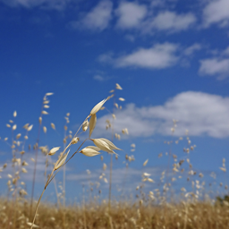声にもありがとう