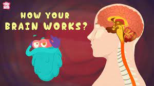 What does your brain do?