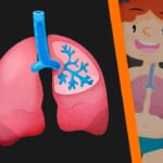 <b>(91) What do your lungs do? 🎬</b>