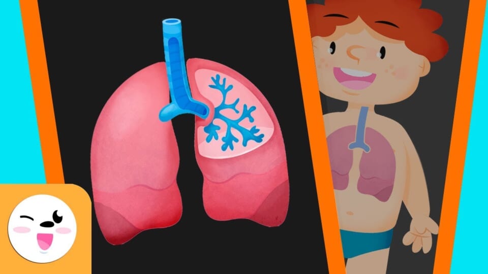 What do lungs do?