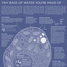 Educational infographic about the body's water content, showing a cell-like diagram with water-filled compartments and labeled parts.