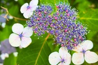 Purple hydrangea bloom with tiny central florets and surrounding white outer petals on green leaves.
