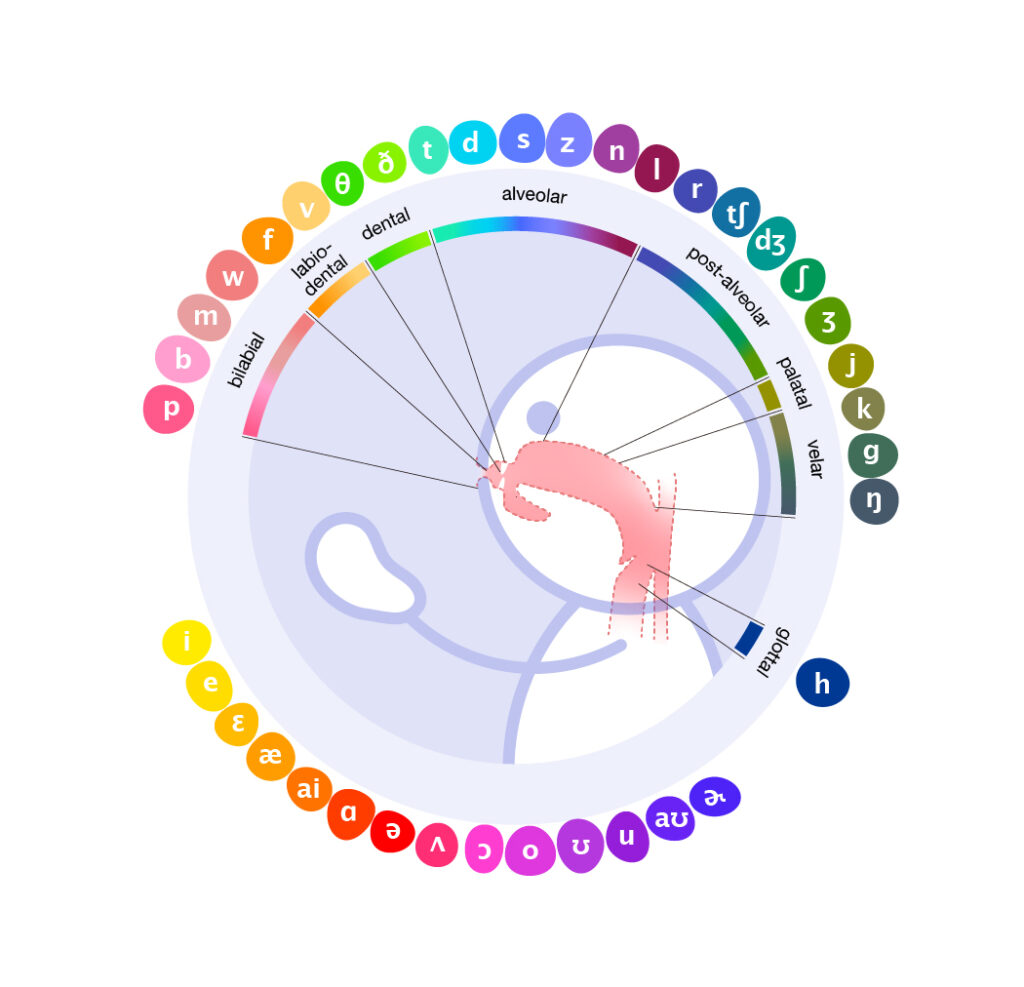 Circular chart of phonemes by place of articulation around a head silhouette showing lips, tongue, and teeth.