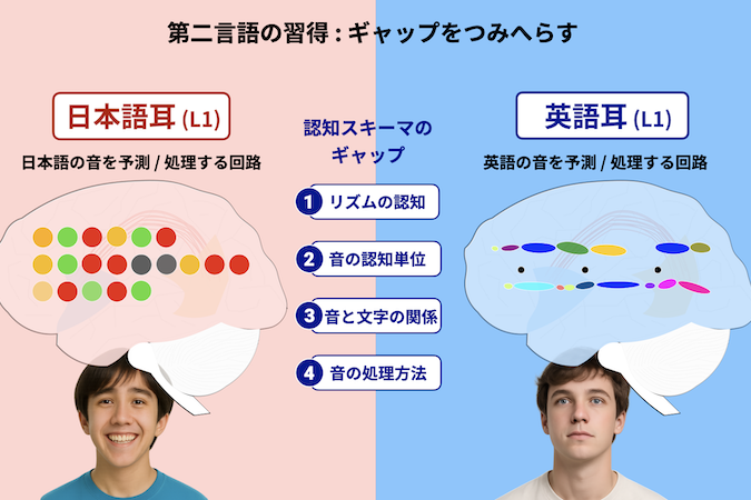第三言語習得のギャップを減らす図。左が日本語耳、右が英語耳。中心に4項目：リズムの認知・音の認知単位・音と文字の関係・音の処理方法。