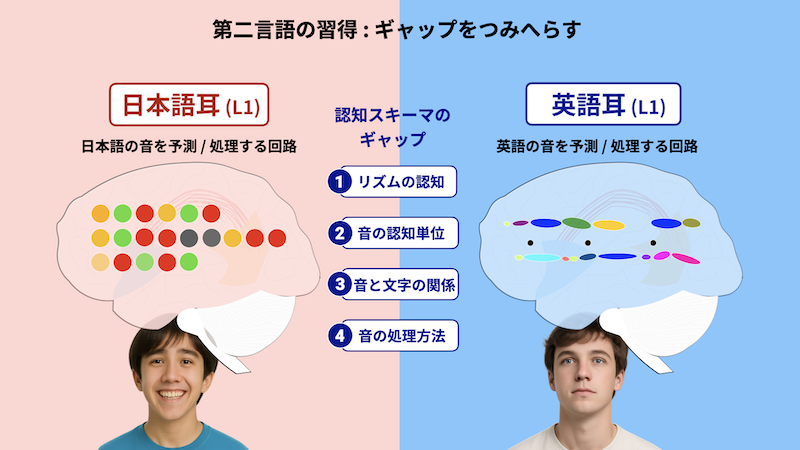 第三言語習得のギャップを減らす図。左が日本語耳、右が英語耳。中心に4項目：リズムの認知・音の認知単位・音と文字の関係・音の処理方法。